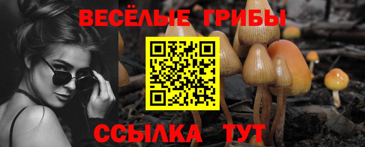 где купить наркоту  Вход с VPN  Псилоцибиновые грибы ЛСД  Кузнецк  Псилоцибиновые грибы ЛСД 